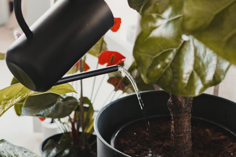 A person using a watering can to water a fiddle leaf fig